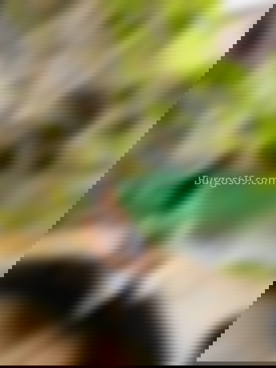 Dayana Prins, trans argentina. 631359097. Citas en BURGOS, BURGOS. www.burgos69.com.