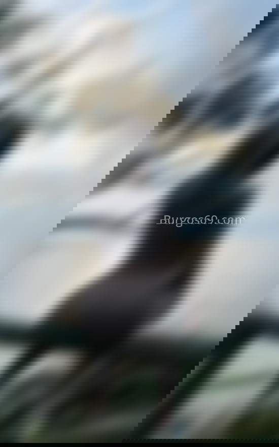 Ainara Cadavid, hermosa trans colombiana. 611279967. Citas en BURGOS, BURGOS. www.burgos69.com.
